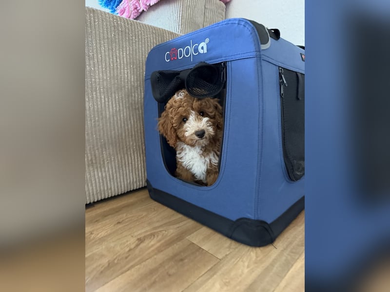 Maltipoo-Welpen F1b– liebevoll aufgezogen – abgabebereit ab sofort!