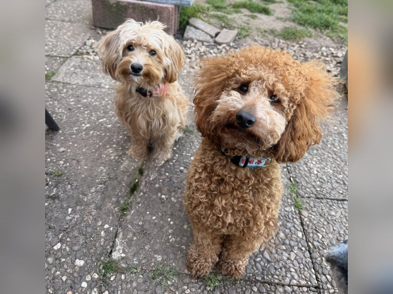 Maltipoo-Welpen F1b– liebevoll aufgezogen – abgabebereit ab sofort!