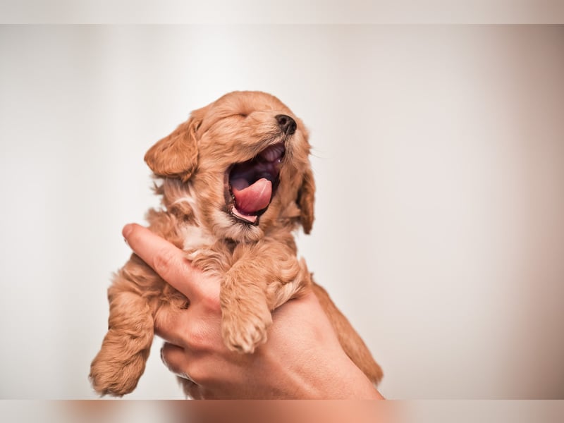 5 Wunderschöne Maltipoo-Welpen suchen ein neues, liebevolles Zuhause!