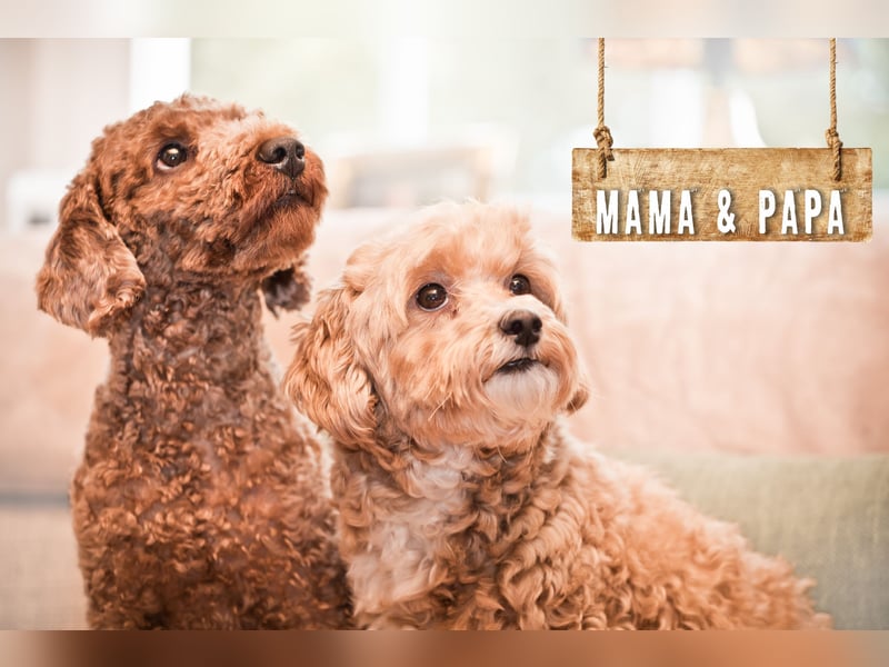 5 Wunderschöne Maltipoo-Welpen suchen ein neues, liebevolles Zuhause!