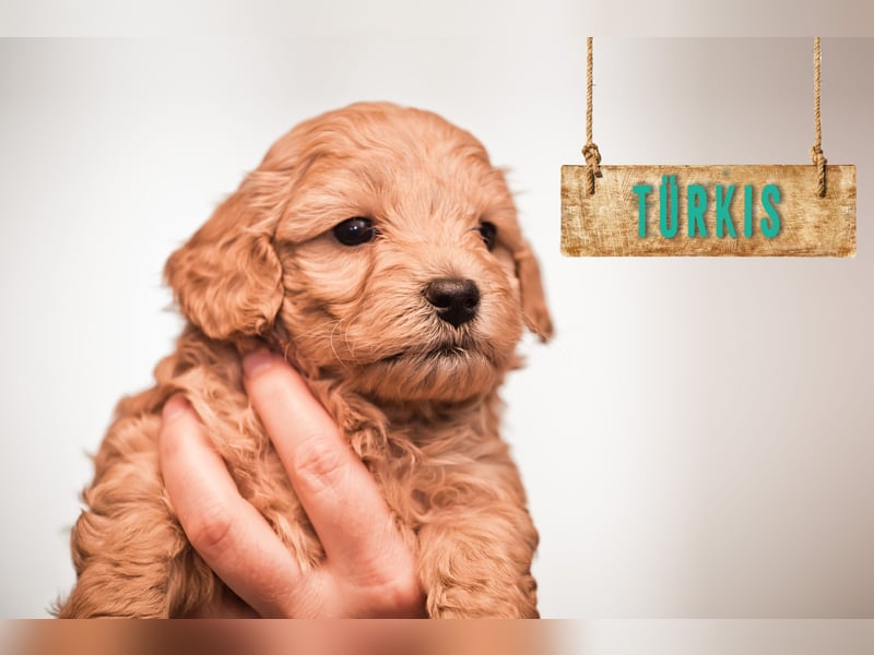 5 Wunderschöne Maltipoo-Welpen suchen ein neues, liebevolles Zuhause!