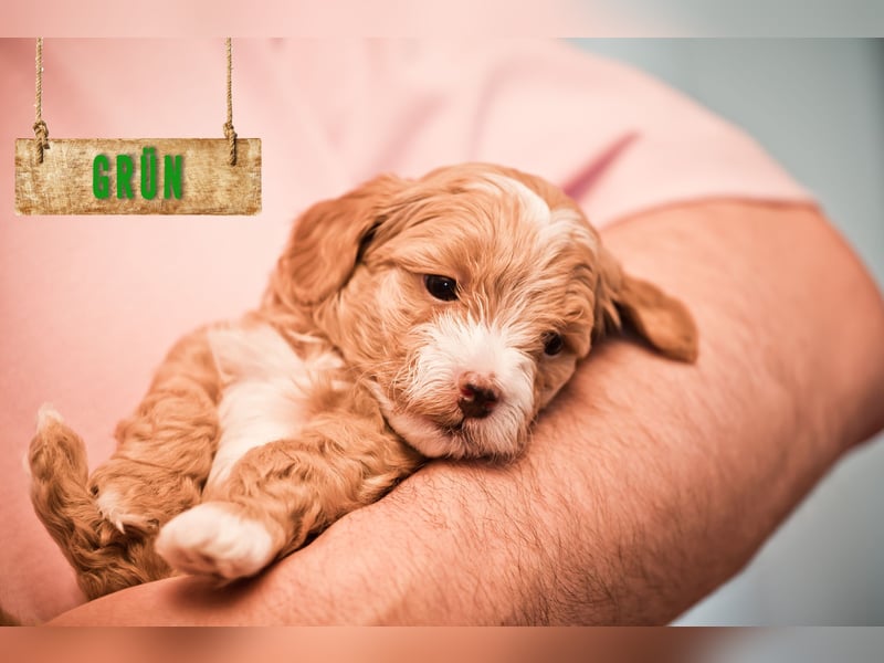 5 Wunderschöne Maltipoo-Welpen suchen ein neues, liebevolles Zuhause!