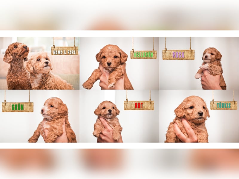 5 Wunderschöne Maltipoo-Welpen suchen ein neues, liebevolles Zuhause!