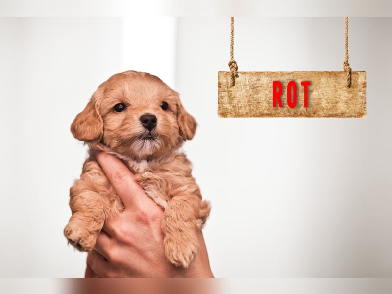 5 Wunderschöne Maltipoo-Welpen suchen ein neues, liebevolles Zuhause!