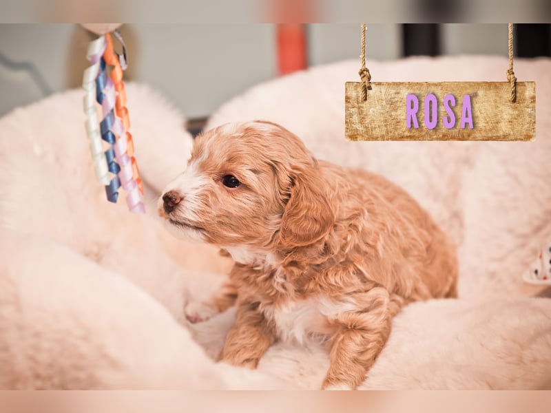 5 Wunderschöne Maltipoo-Welpen suchen ein neues, liebevolles Zuhause!