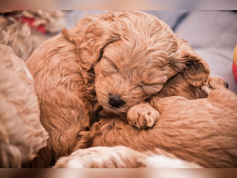 5 Wunderschöne Maltipoo-Welpen suchen ein neues, liebevolles Zuhause!