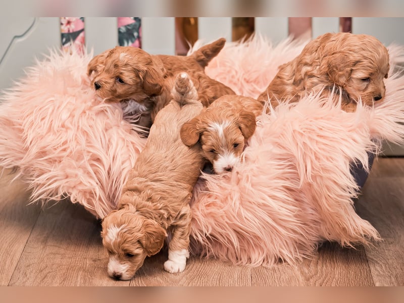 5 Wunderschöne Maltipoo-Welpen suchen ein neues, liebevolles Zuhause!