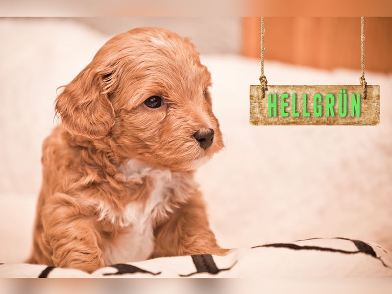 5 Wunderschöne Maltipoo-Welpen suchen ein neues, liebevolles Zuhause!