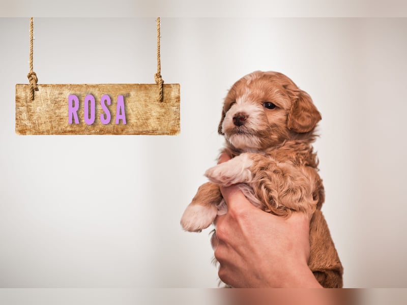 5 Wunderschöne Maltipoo-Welpen suchen ein neues, liebevolles Zuhause!