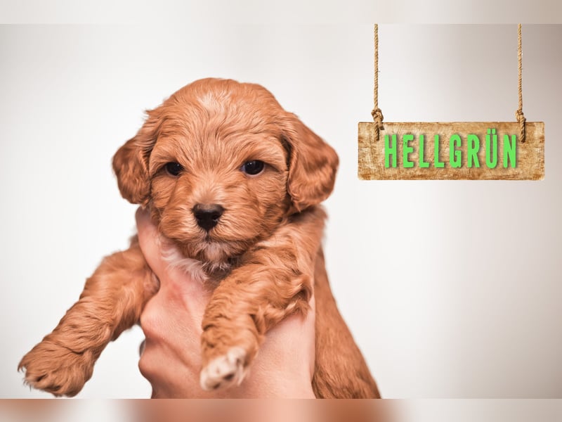 5 Wunderschöne Maltipoo-Welpen suchen ein neues, liebevolles Zuhause!