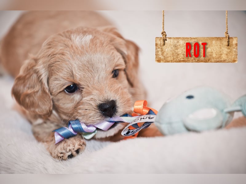 5 Wunderschöne Maltipoo-Welpen suchen ein neues, liebevolles Zuhause!