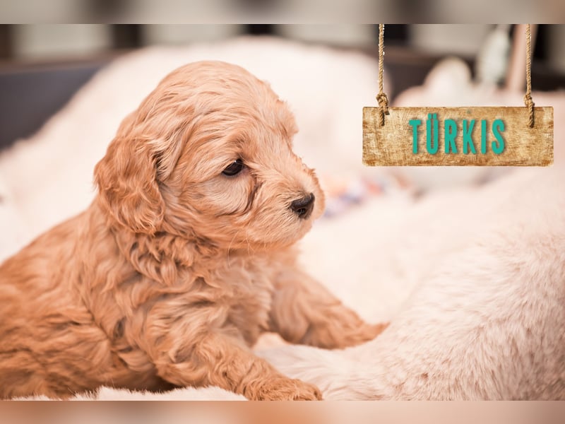 5 Wunderschöne Maltipoo-Welpen suchen ein neues, liebevolles Zuhause!