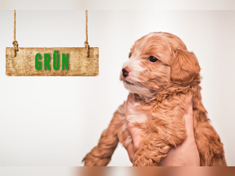 5 Wunderschöne Maltipoo-Welpen suchen ein neues, liebevolles Zuhause!