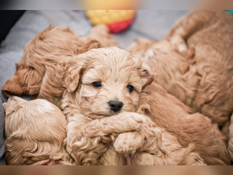 5 Wunderschöne Maltipoo-Welpen suchen ein neues, liebevolles Zuhause!