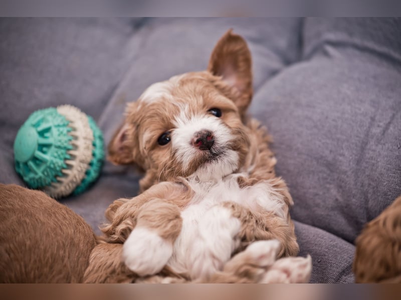 5 Wunderschöne Maltipoo-Welpen suchen ein neues, liebevolles Zuhause!