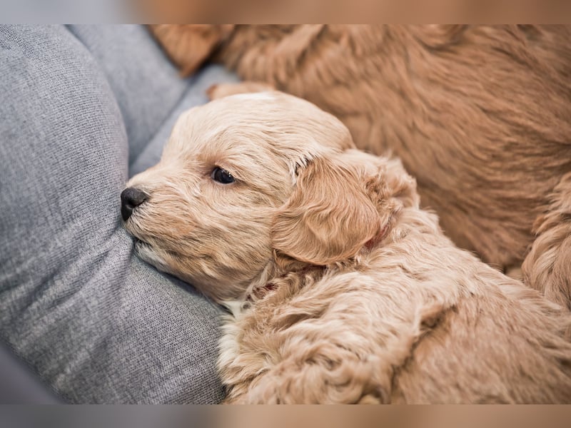 5 Wunderschöne Maltipoo-Welpen suchen ein neues, liebevolles Zuhause!