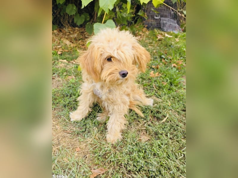Maltipoo Rina sucht eine Familie