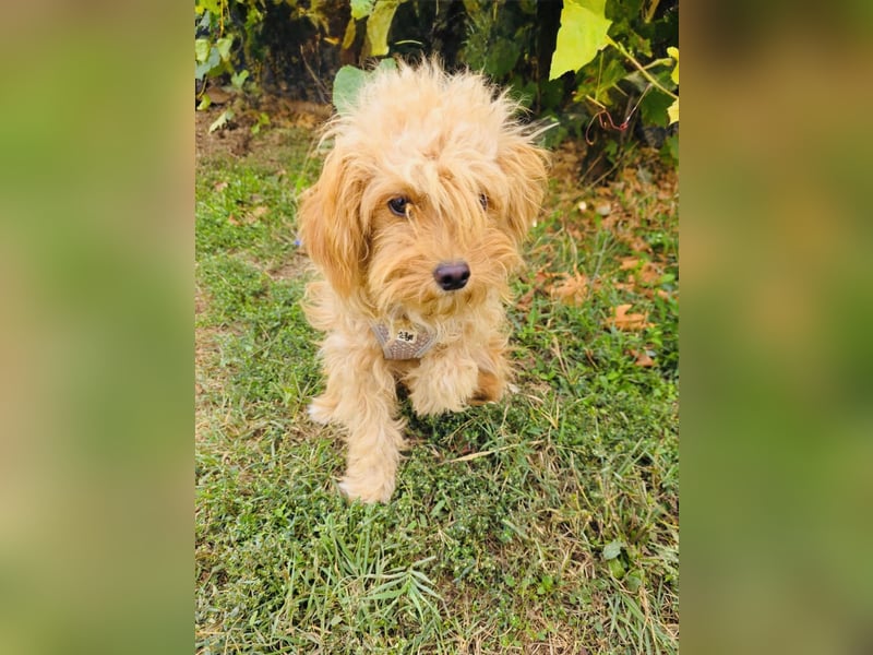 Maltipoo Rina sucht eine Familie