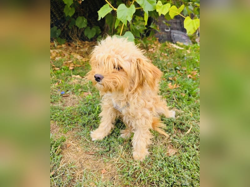 Maltipoo Rina sucht eine Familie