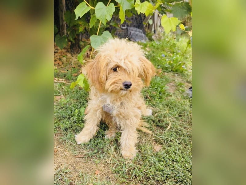 Maltipoo Rina sucht eine Familie