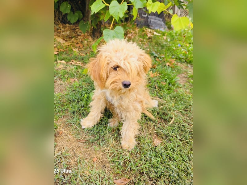 Maltipoo Rina sucht eine Familie