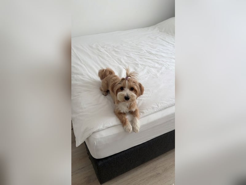 Liebevolle Maltipoo-Yorkie-Hündin, 14 Monate – neues Zuhause gesucht