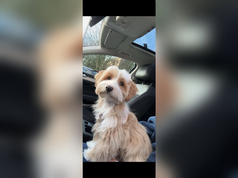 Liebevolle Maltipoo-Yorkie-Hündin, 14 Monate – neues Zuhause gesucht