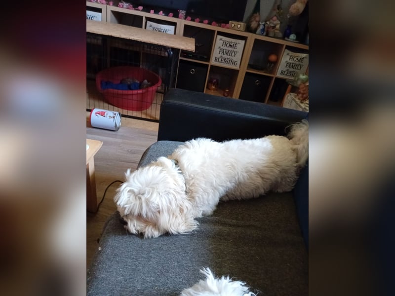 Bounty, Maltipoo, Rüde, 5 Jahre, 30 cm