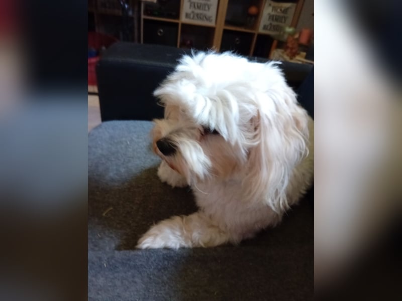 Bounty, Maltipoo, Rüde, 5 Jahre, 30 cm