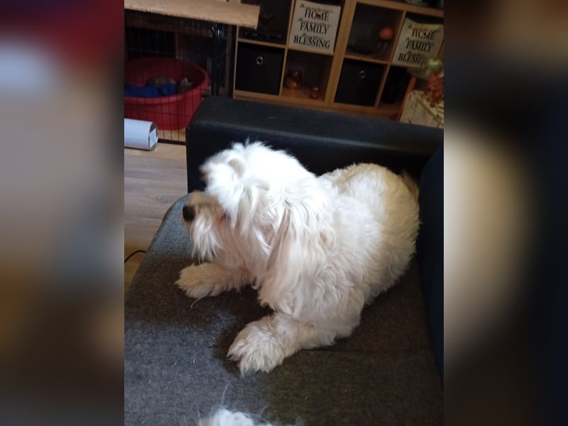 Bounty, Maltipoo, Rüde, 5 Jahre, 30 cm