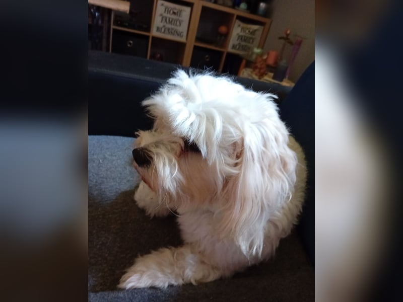 Bounty, Maltipoo, Rüde, 5 Jahre, 30 cm