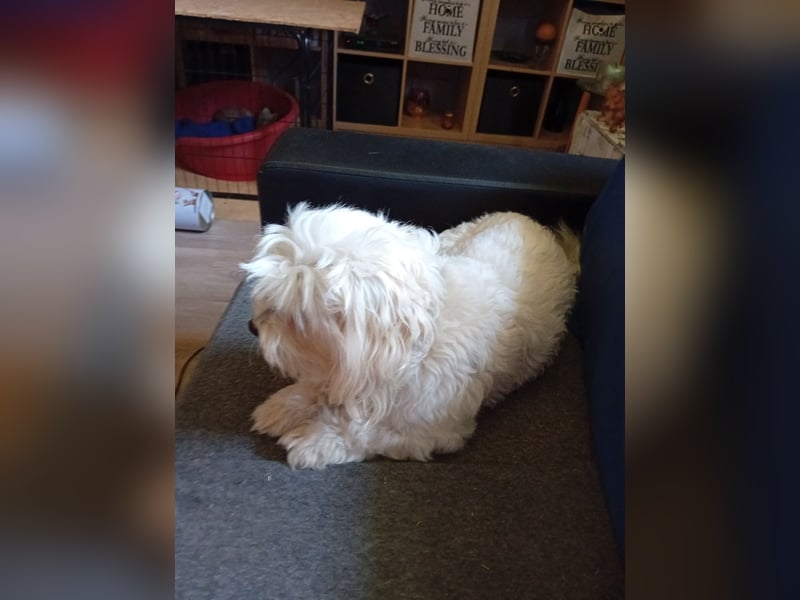 Bounty, Maltipoo, Rüde, 5 Jahre, 30 cm