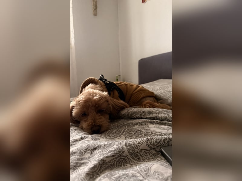 Liebevoller Hund Chico (7) sucht neues Zuhause – verschmust & treu