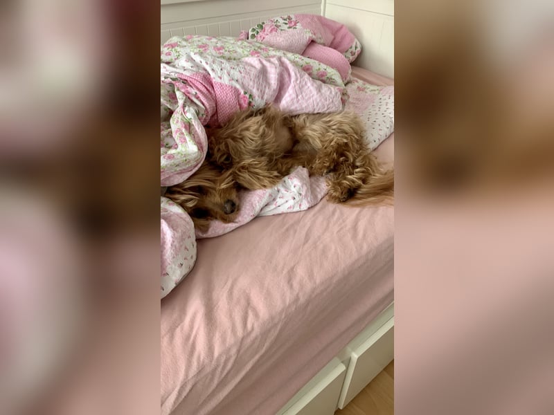 Liebevoller Hund Chico (7) sucht neues Zuhause – verschmust & treu