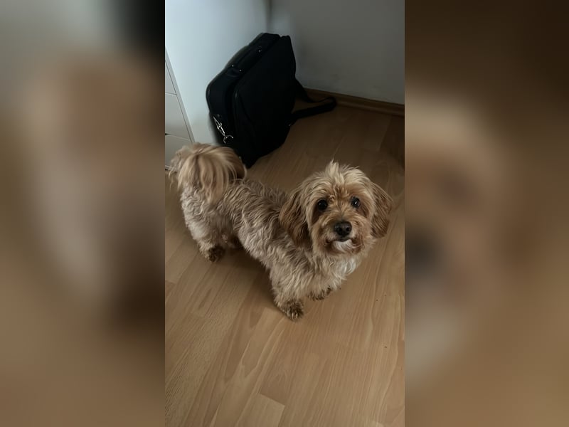 Liebevoller Hund Chico (7) sucht neues Zuhause – verschmust & treu