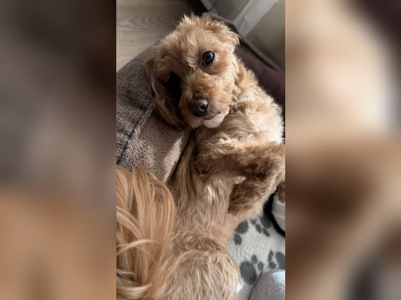 Liebevoller Hund Chico (7) sucht neues Zuhause – verschmust & treu