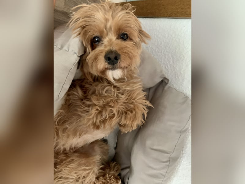 Liebevoller Hund Chico (7) sucht neues Zuhause – verschmust & treu