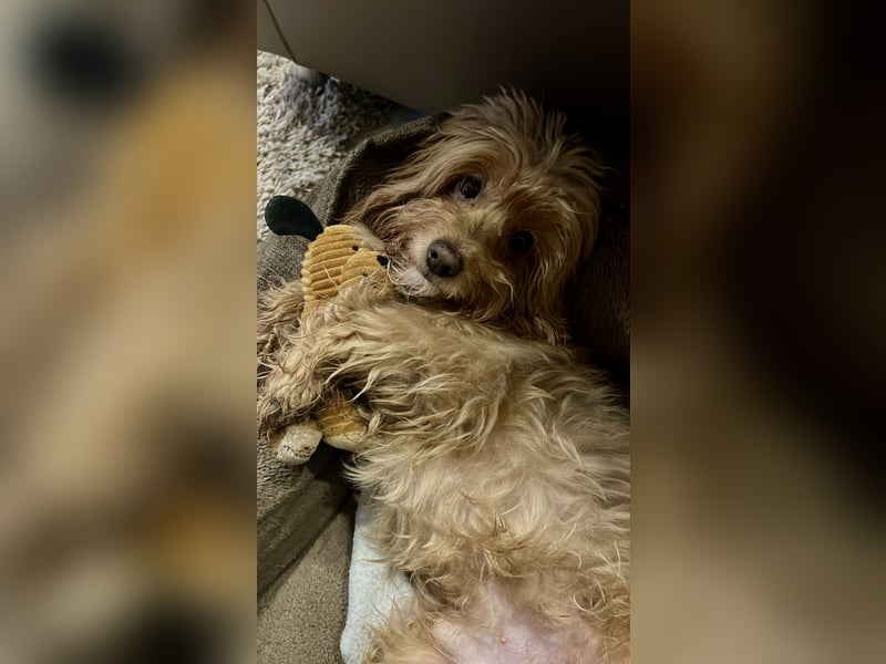 Liebevoller Hund Chico (7) sucht neues Zuhause – verschmust & treu