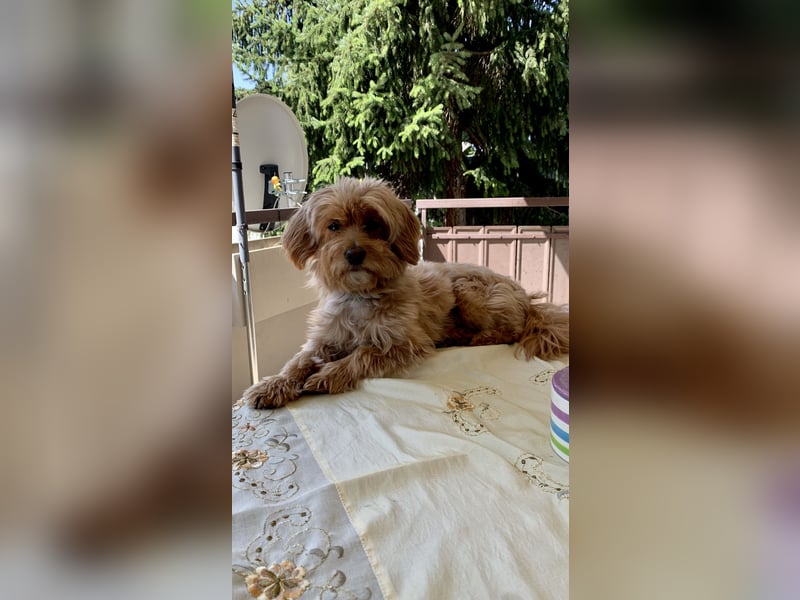 Liebevoller Hund Chico (7) sucht neues Zuhause – verschmust & treu