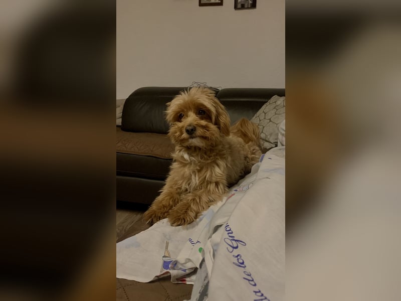 Liebevoller Hund Chico (7) sucht neues Zuhause – verschmust & treu