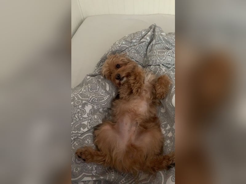 Liebevoller Hund Chico (7) sucht neues Zuhause – verschmust & treu