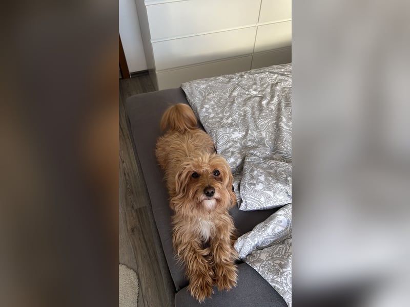 Liebevoller Hund Chico (7) sucht neues Zuhause – verschmust & treu