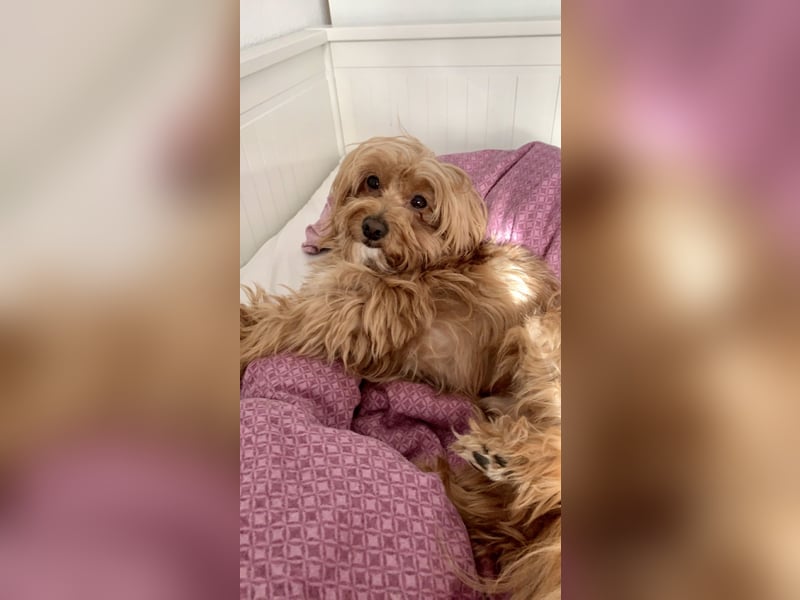 Liebevoller Hund Chico (7) sucht neues Zuhause – verschmust & treu