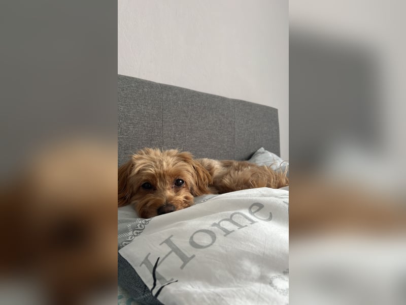 Liebevoller Hund Chico (7) sucht neues Zuhause – verschmust & treu