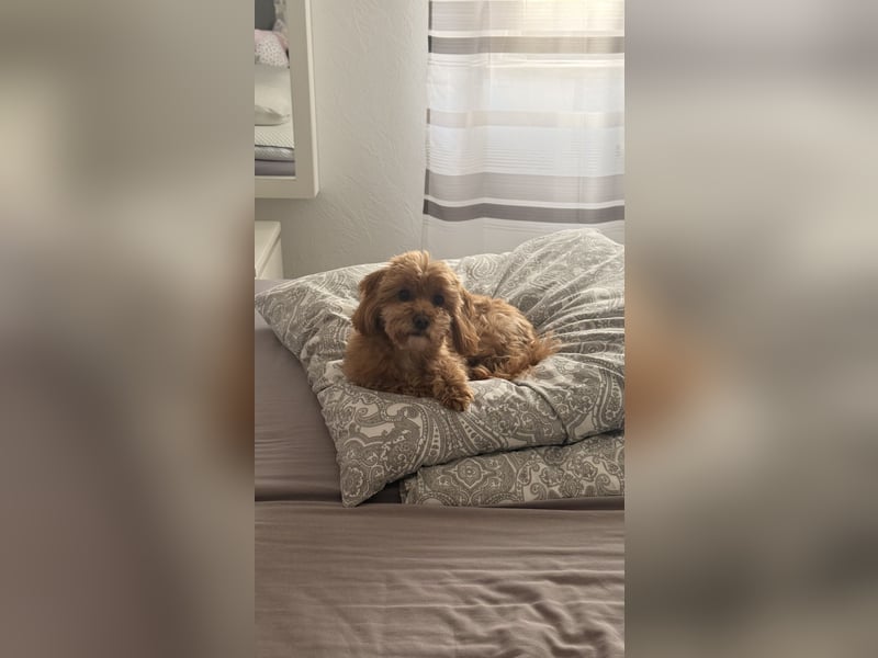 Liebevoller Hund Chico (7) sucht neues Zuhause – verschmust & treu