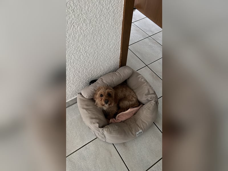 Liebevoller Hund Chico (7) sucht neues Zuhause – verschmust & treu