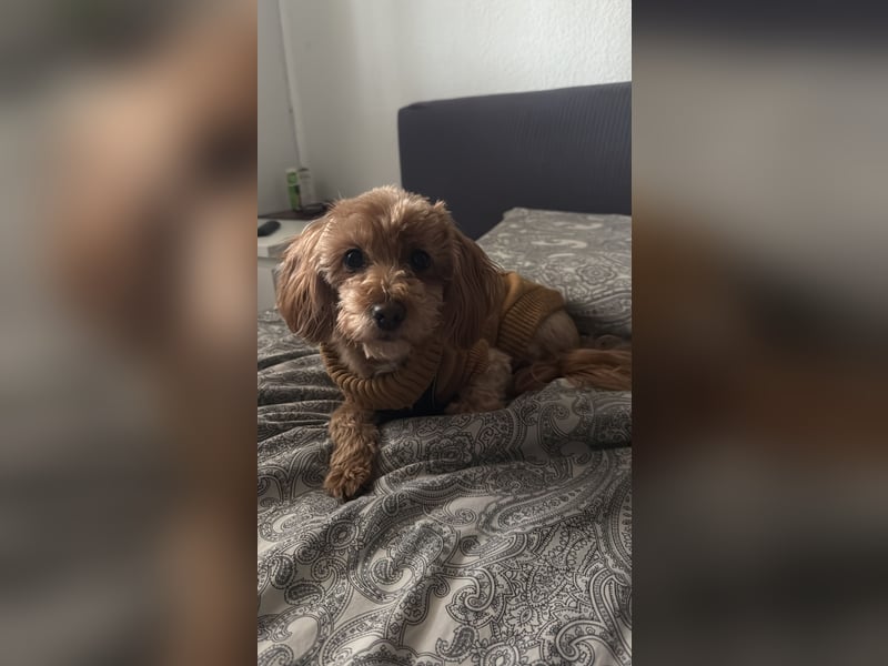 Liebevoller Hund Chico (7) sucht neues Zuhause – verschmust & treu