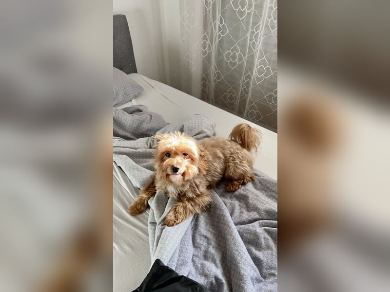 Liebevoller Hund Chico (7) sucht neues Zuhause – verschmust & treu