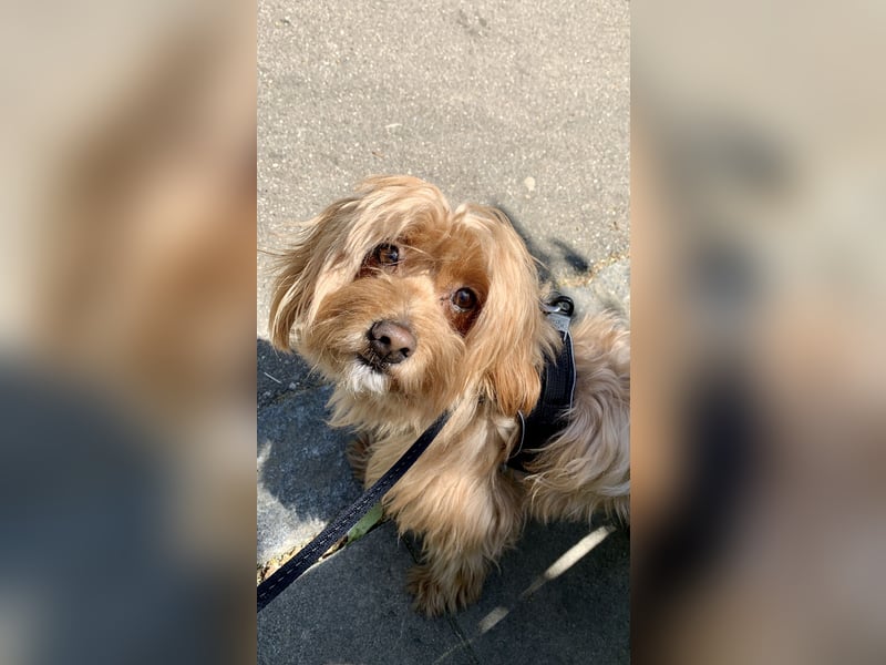 Liebevoller Hund Chico (7) sucht neues Zuhause – verschmust & treu