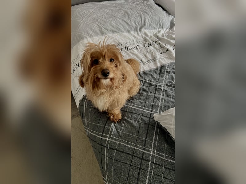 Liebevoller Hund Chico (7) sucht neues Zuhause – verschmust & treu